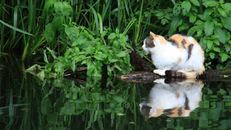 Cat resting near pond