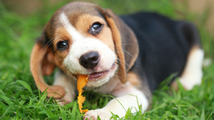 Puppy eating an orange peel in the grass