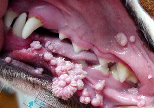 dog mouth warts