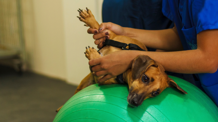 Dog receiving physical therapy