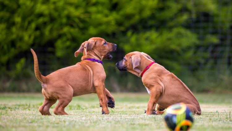 two rhodesian ridgeback puppies playing