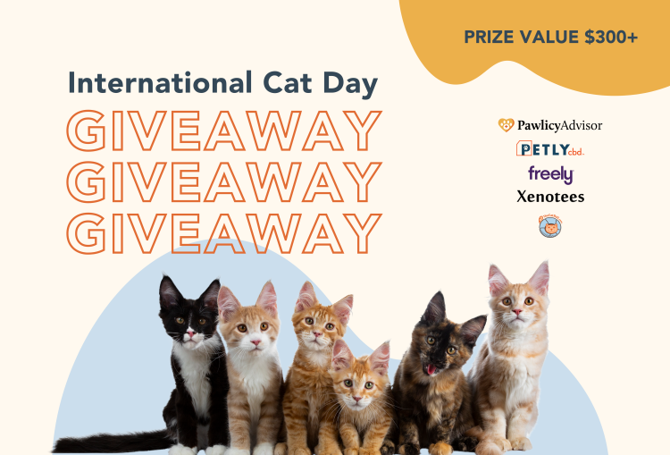 Cat giveaway graphic