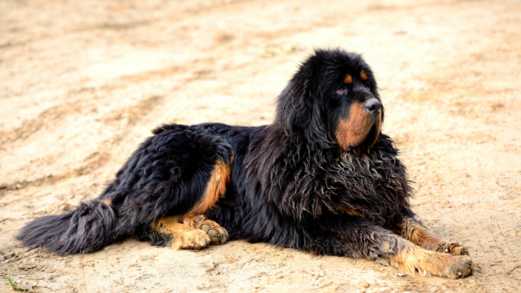 black tibetan mastiff adult dog