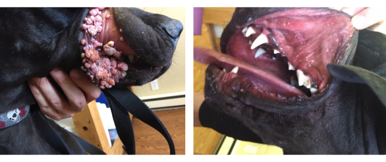 dog mouth wart removal before & after