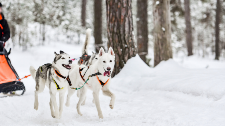 Siberian Huskies pulling sled