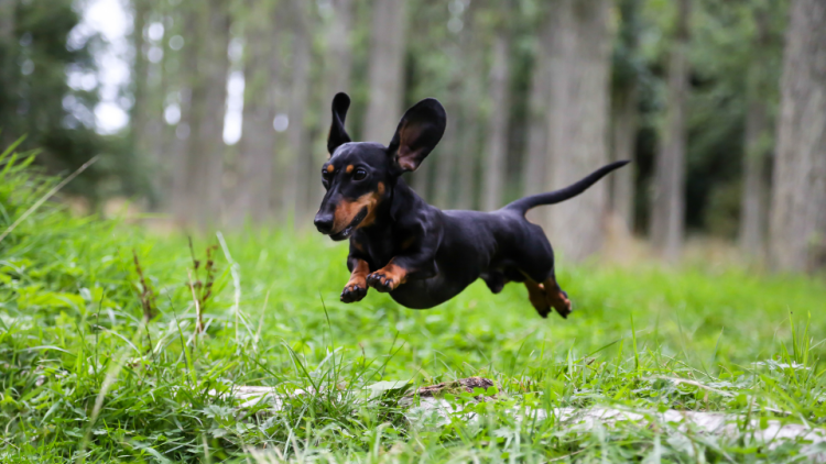 Black Dachshund running through the woods