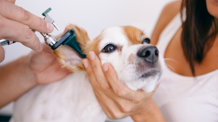 Vet examines dog ear infection