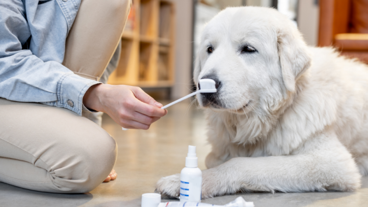 dog sniffs tooth brush
