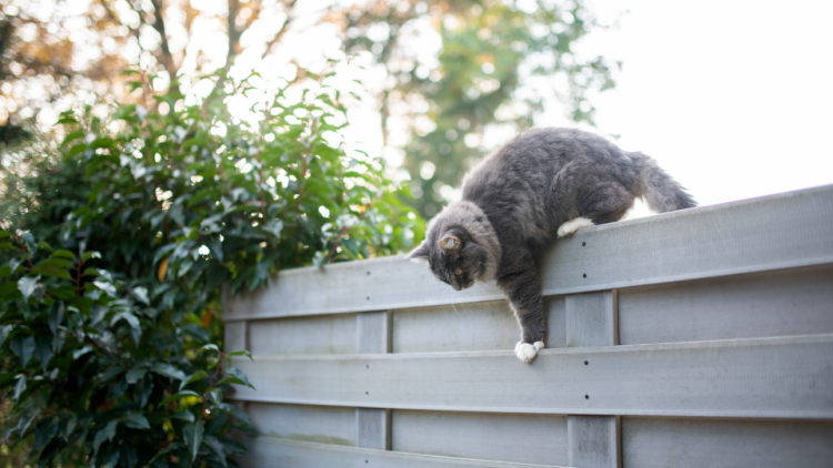 Gray cat climbing down wall