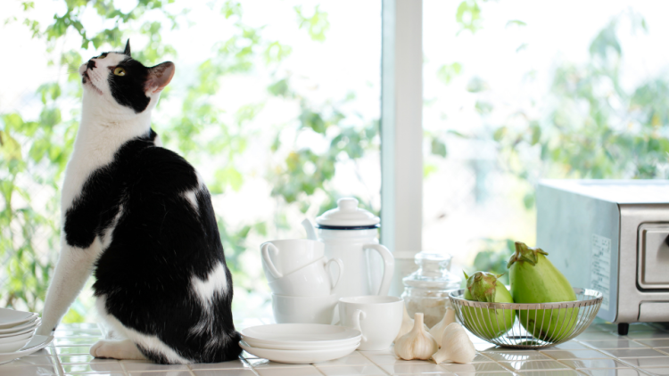black and white cat on counter