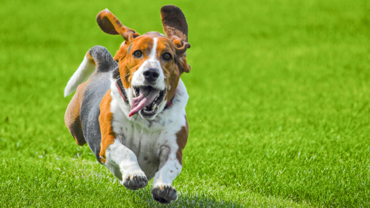 basset hound running in the grass