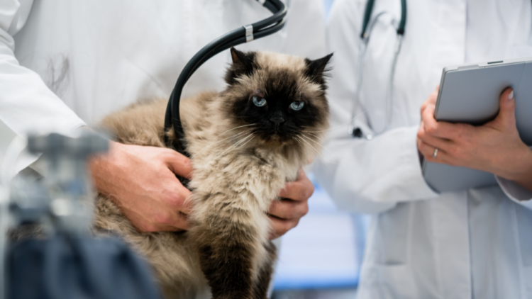 Siamese cat examined by vet