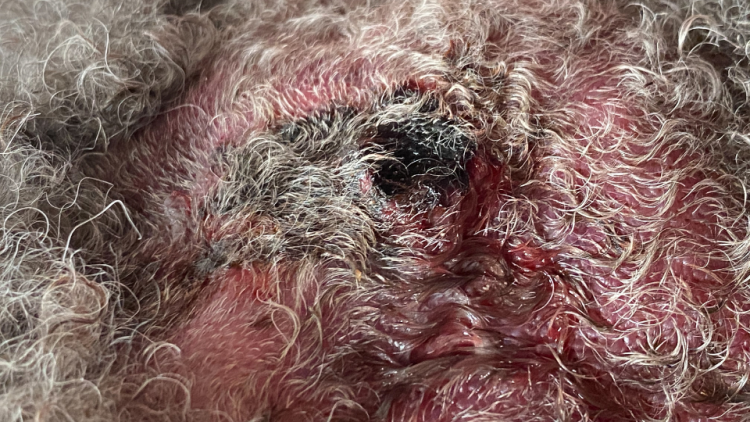 close-up of oozing pyoderma in dog