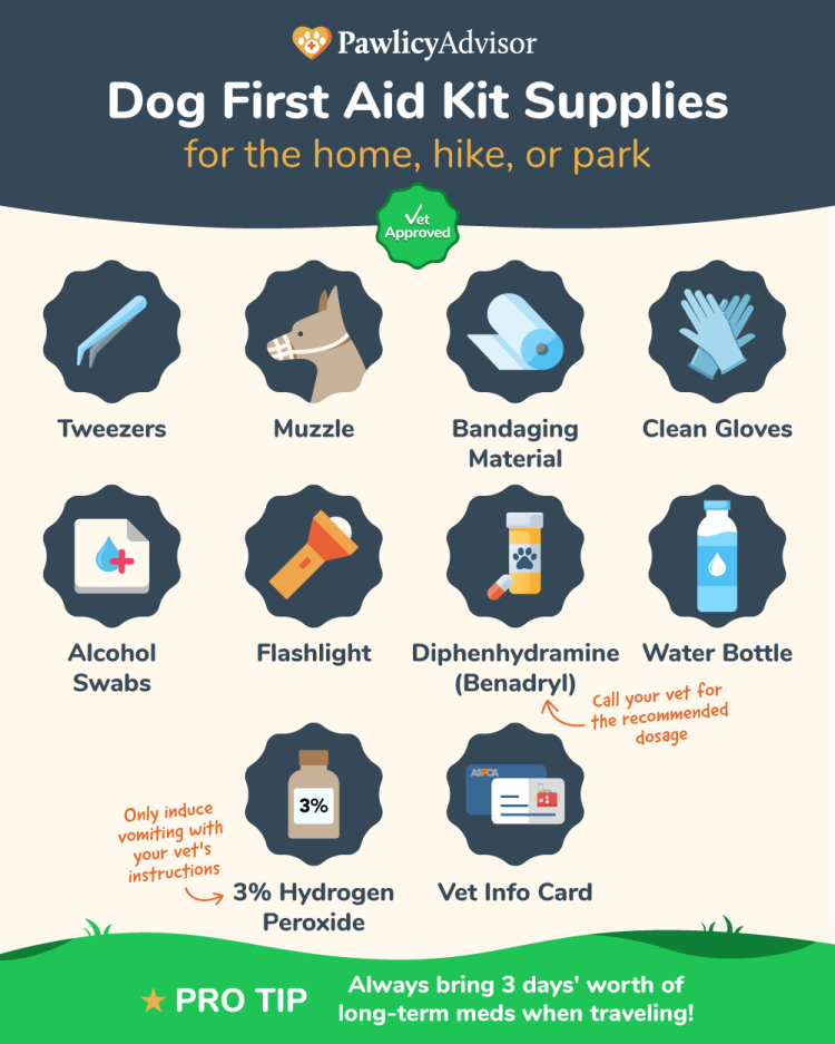 Dog First Aid Kit Infographic