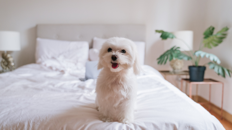 happy maltese dog on bed