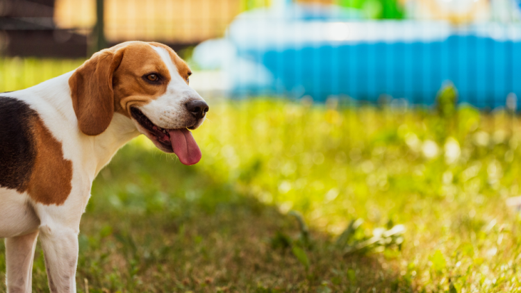 Beagle dog panting near outdoor pool