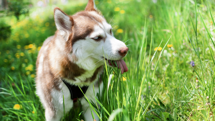 Husky dog eating a blade of grass