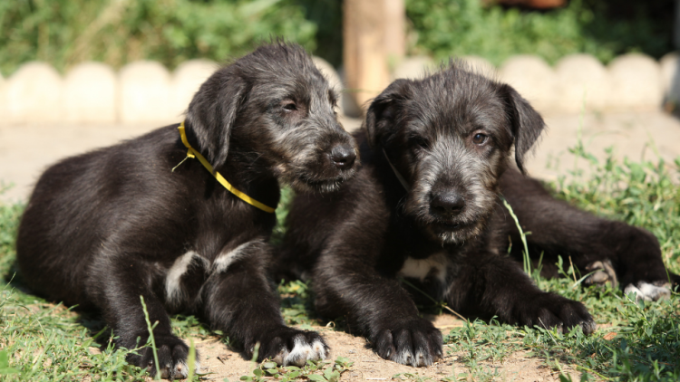 irish wolfhound puppies