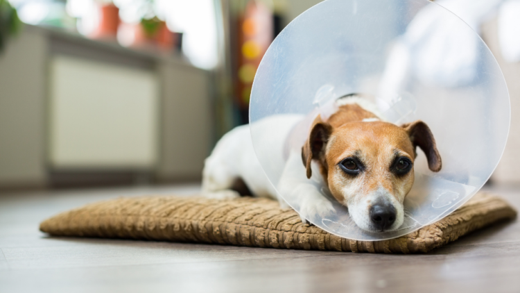 Dog wearing a cone laying on a mat on the floor