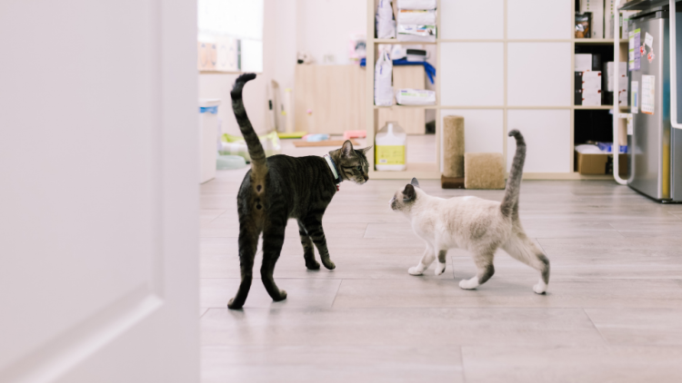 cats walking in vet clinic
