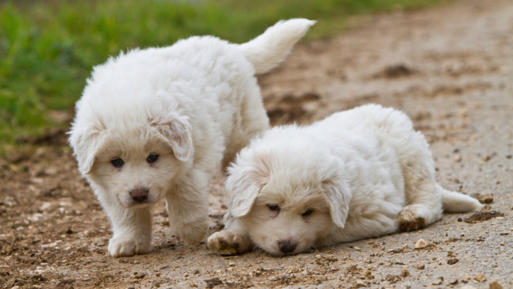two great pyrenees puppies