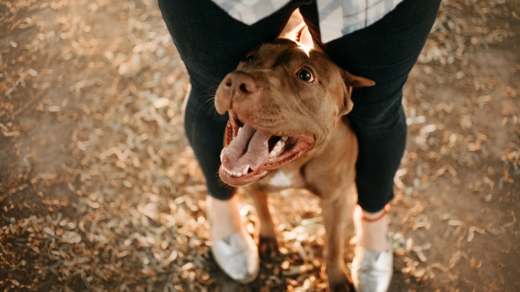 happy pit bull terrier standing between legs