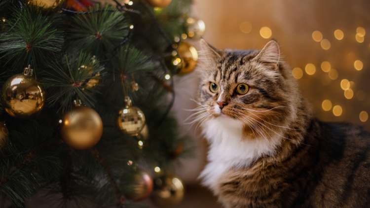 cat looking at christmas tree