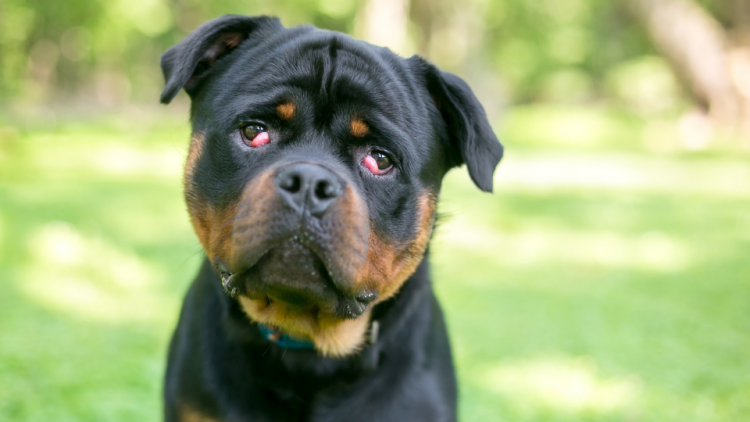 Rottweiler with cherry eyes