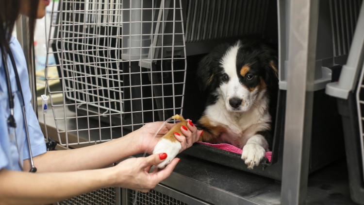 Dog receiving IV drip treatment