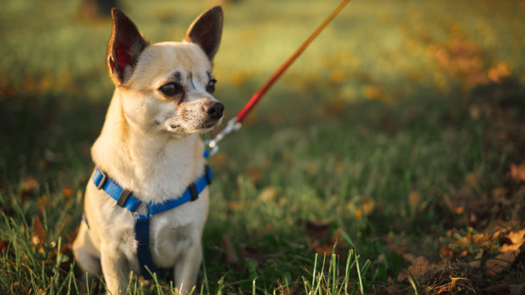 Short-haired Chihuahua on leash