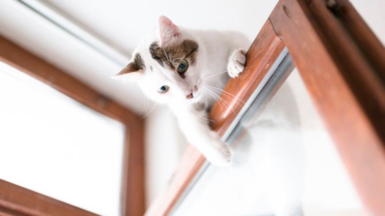 kitten climbing on top of door