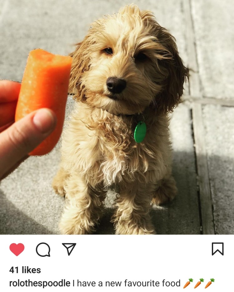 Instagram post of puppy looking at carrot