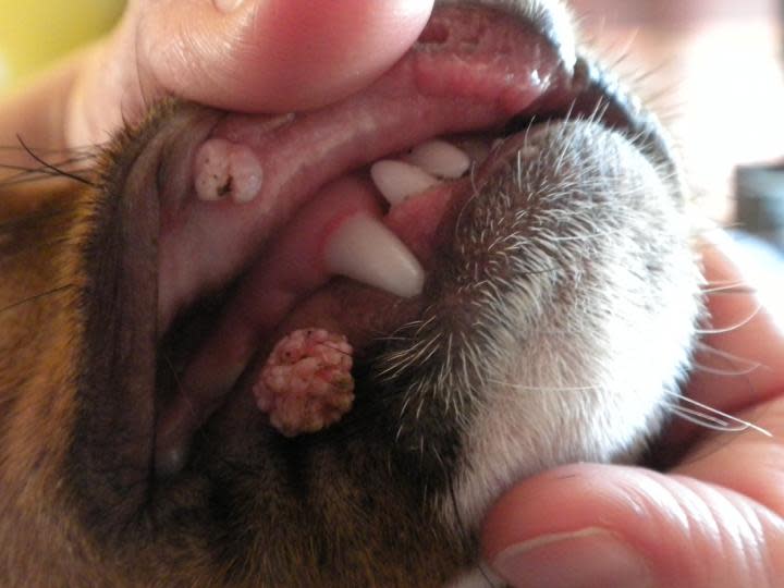 oral papilloma virus