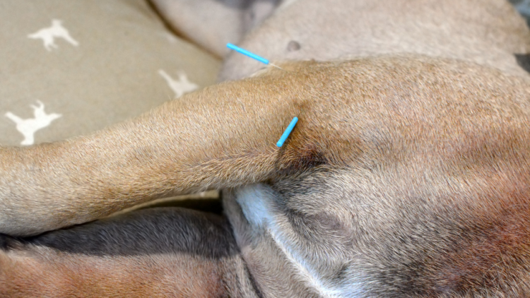 dog acupuncture for skin condition