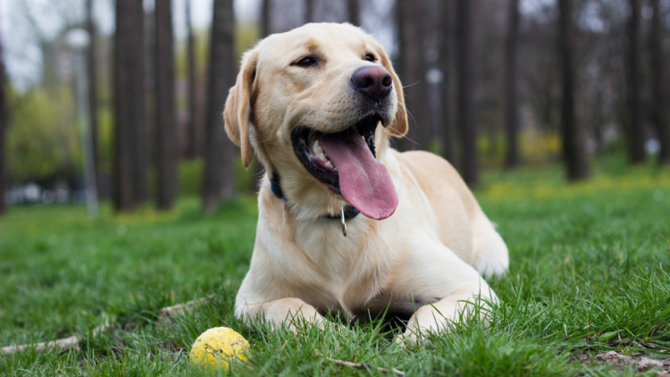 happy yellow lab resting next to ball