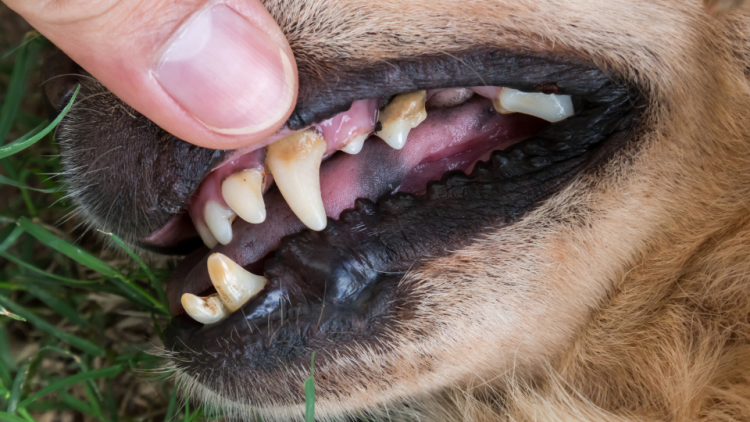 Senior dog displaying poor oral health