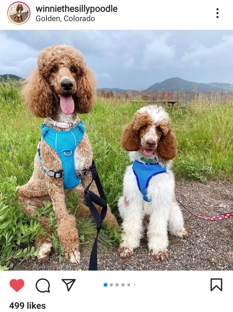Instagram Photo of Two Poodles Hiking
