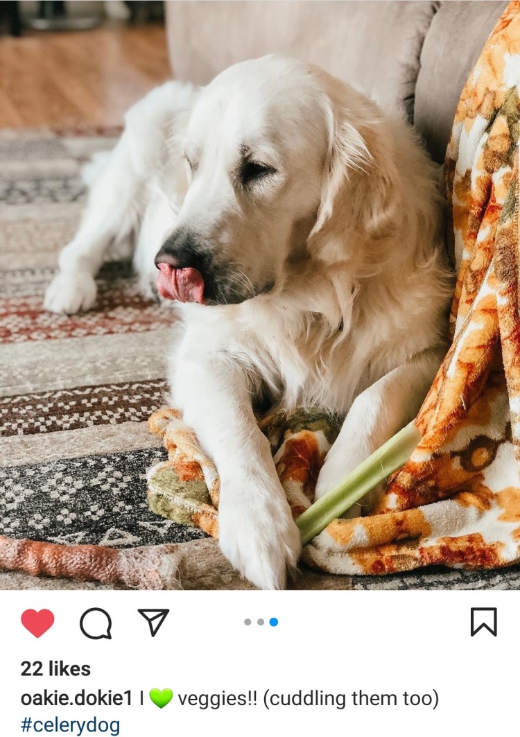Instagram post of dog holding celery