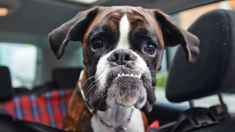 Boxer puppy dog with underbite in car