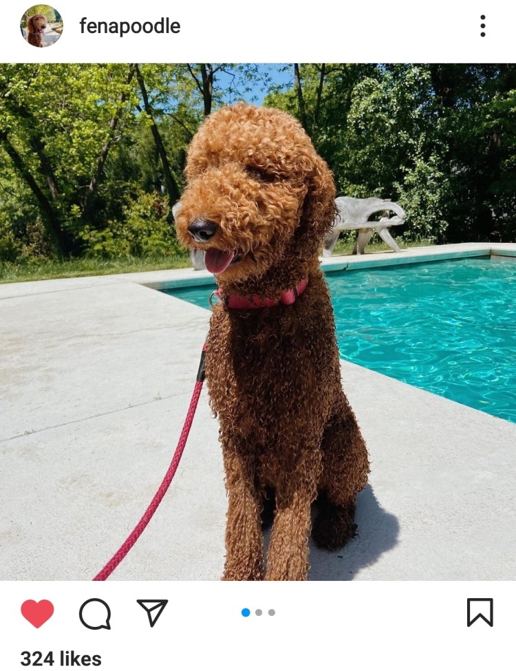 Instagram Photo of Poodle Dog by the Pool