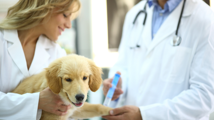 Golden Retriever puppy receiving a vaccination shot from vet team