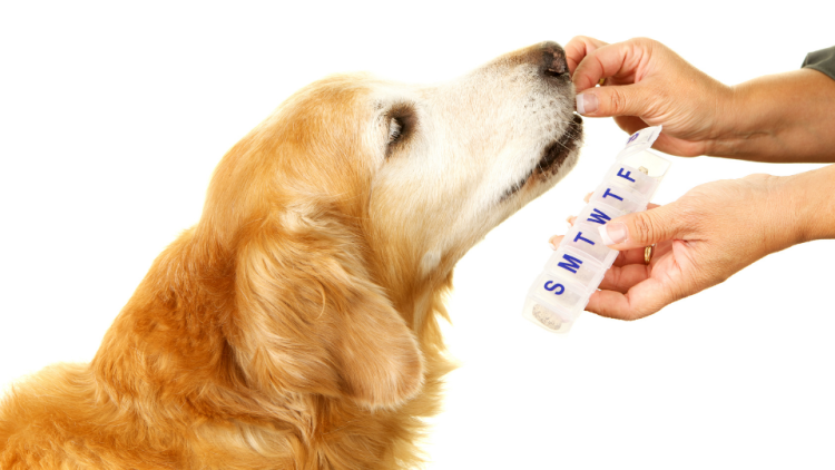 golden retriever takes daily incontinence pill