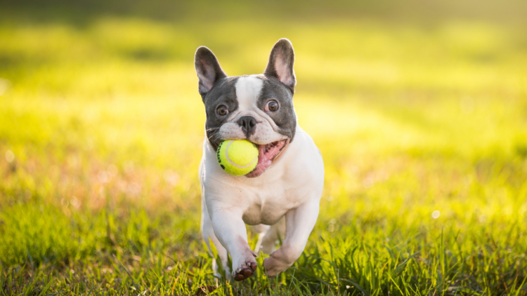 White and black French Bulldog with ball
