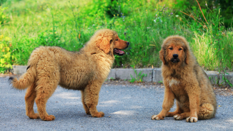 two brown tibetan mastiff puppies