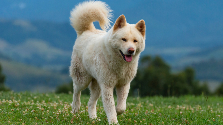 akita dog walking in grass