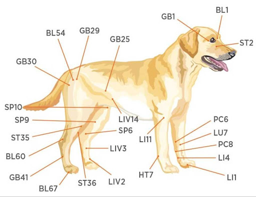 dog acupuncture points