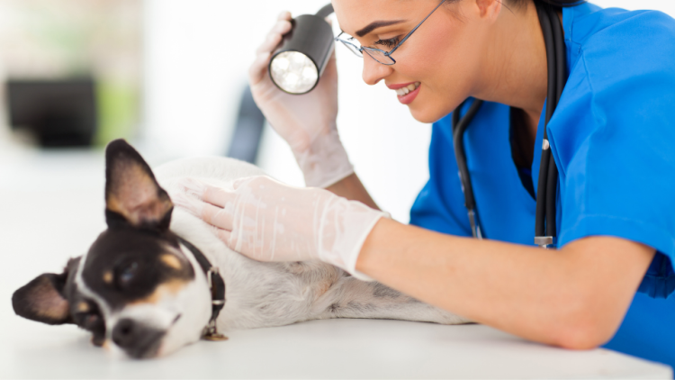 vet examines dog hot spot