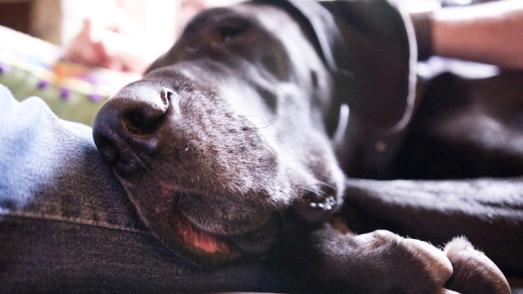 Close-up photo of Great Dane snout