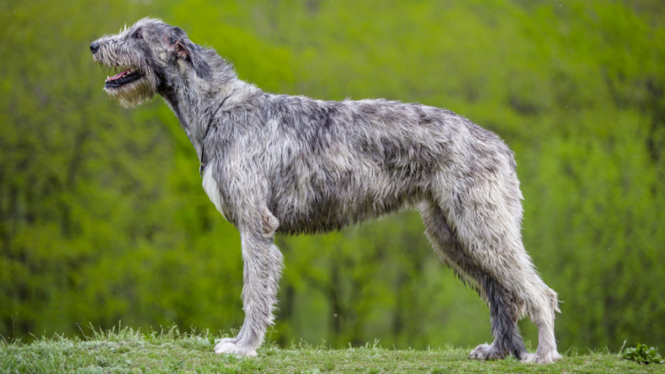 irish wolfhound side profile