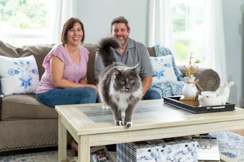 Woman and man sit on couch together with their gray fluffy cat walking on the coffee table in front of them.